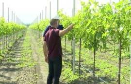 Современный виноградник в Григорьевке с государственной поддержкой - agroexpert.md