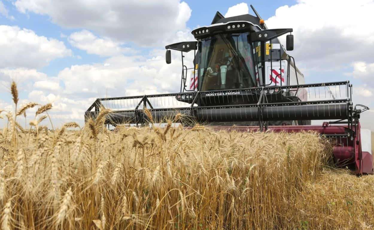 Как условия жатвы будут влиять на украинский рынок зерна - agroexpert.md