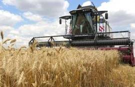 Как условия жатвы будут влиять на украинский рынок зерна - agroexpert.md