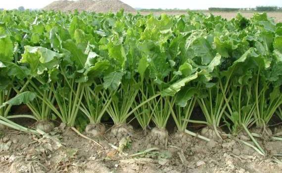 Озимый сев сахарной свеклы как способ адаптации к изменениям климата - agroexpert.md    