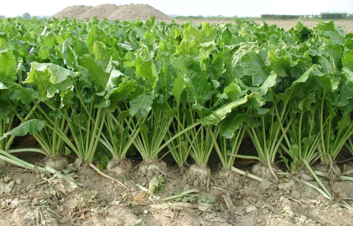 Озимый сев сахарной свеклы как способ адаптации к изменениям климата - agroexpert.md    