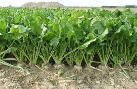 Озимый сев сахарной свеклы как способ адаптации к изменениям климата - agroexpert.md    