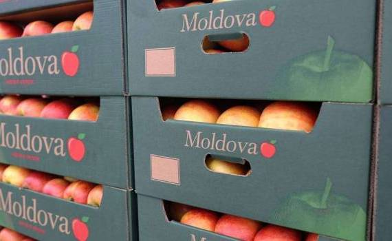 Războiul din Orientul Mijlociu afectează exportul de fructe - agroexpert.md