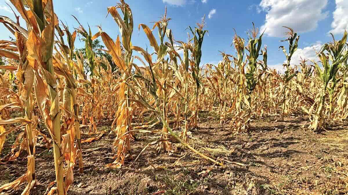 S-a încheiat depunerea cererilor pentru despăgubiri de secetă și arșiță - agroexpert.md