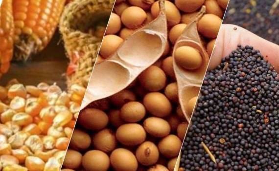 Украинский агроэкспорт: цены, тенденции и прогнозы от Spike Brokers - agroexpert.md