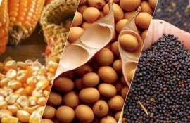 Украинский агроэкспорт: цены, тенденции и прогнозы от Spike Brokers - agroexpert.md