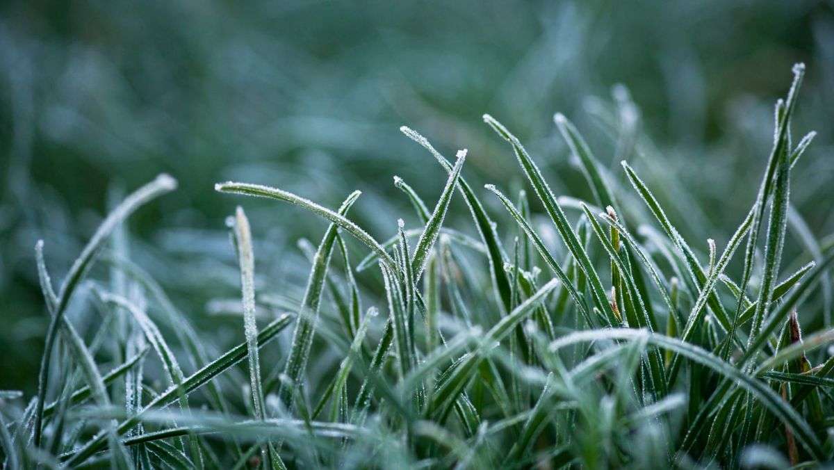 Cod galben de înghețuri - agroexpert.md