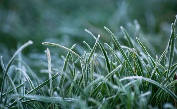 Cod galben de înghețuri - agroexpert.md