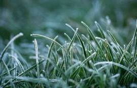 Cod galben de înghețuri - agroexpert.md