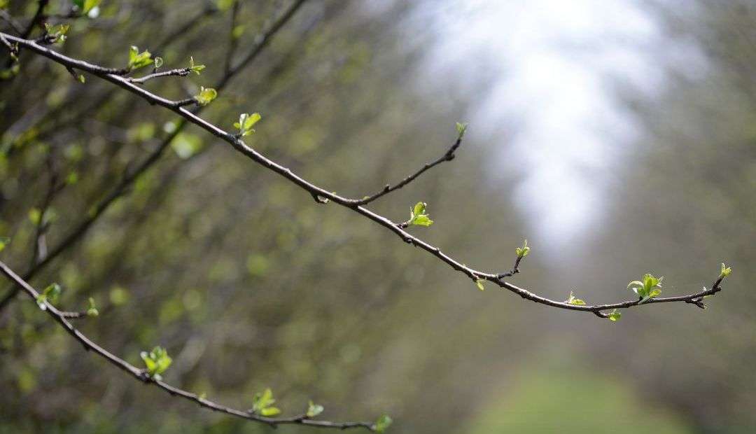 măsuri de protecție a culturilor - AGROEXPERT.MD