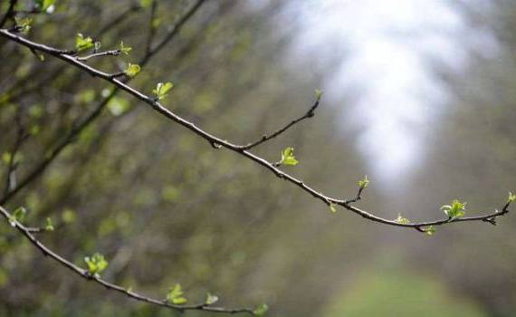 măsuri de protecție a culturilor - AGROEXPERT.MD