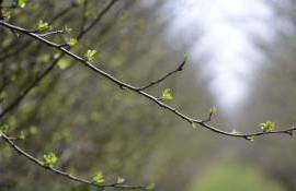 măsuri de protecție a culturilor - AGROEXPERT.MD