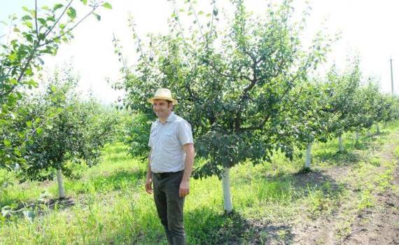 Cum influențează covorul vegetal rezistența pomilor la secetă - agroexpert.md