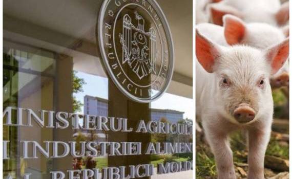 Reacția MAIA după acuzațiile aduse de crescătorii de porci - agroexpert.md