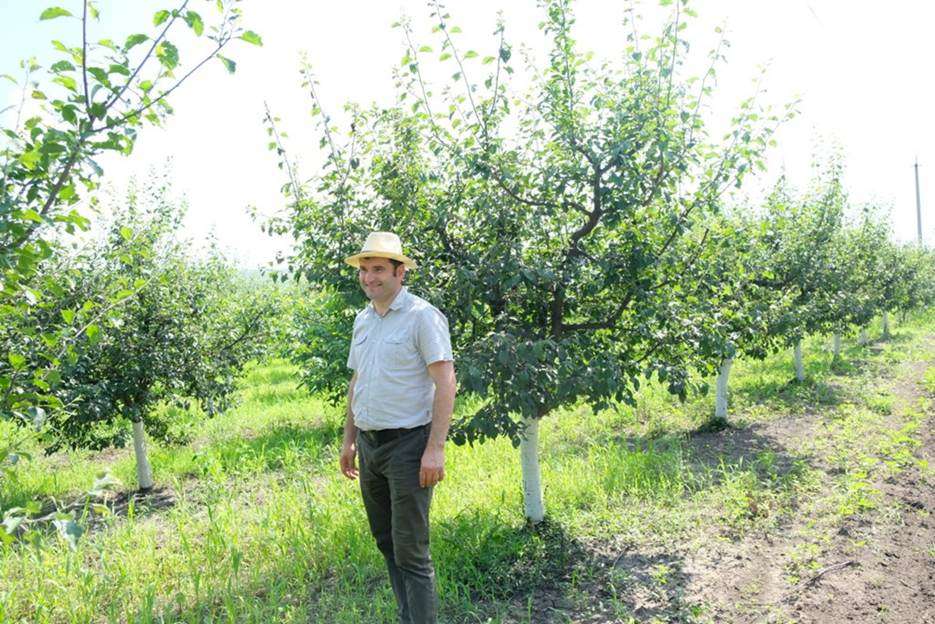 Cum influențează covorul vegetal rezistența pomilor la secetă - agroexpert.md