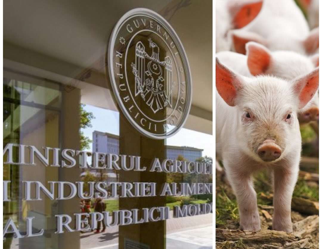 Reacția MAIA după acuzațiile aduse de crescătorii de porci - agroexpert.md