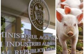 Reacția MAIA după acuzațiile aduse de crescătorii de porci - agroexpert.md