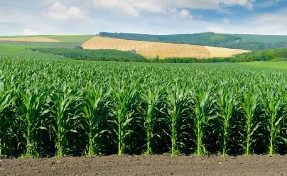 Турция уменьшит площади под кукурузой, но увеличит производство пшеницы - agroexpert.md