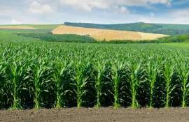 Турция уменьшит площади под кукурузой, но увеличит производство пшеницы - agroexpert.md