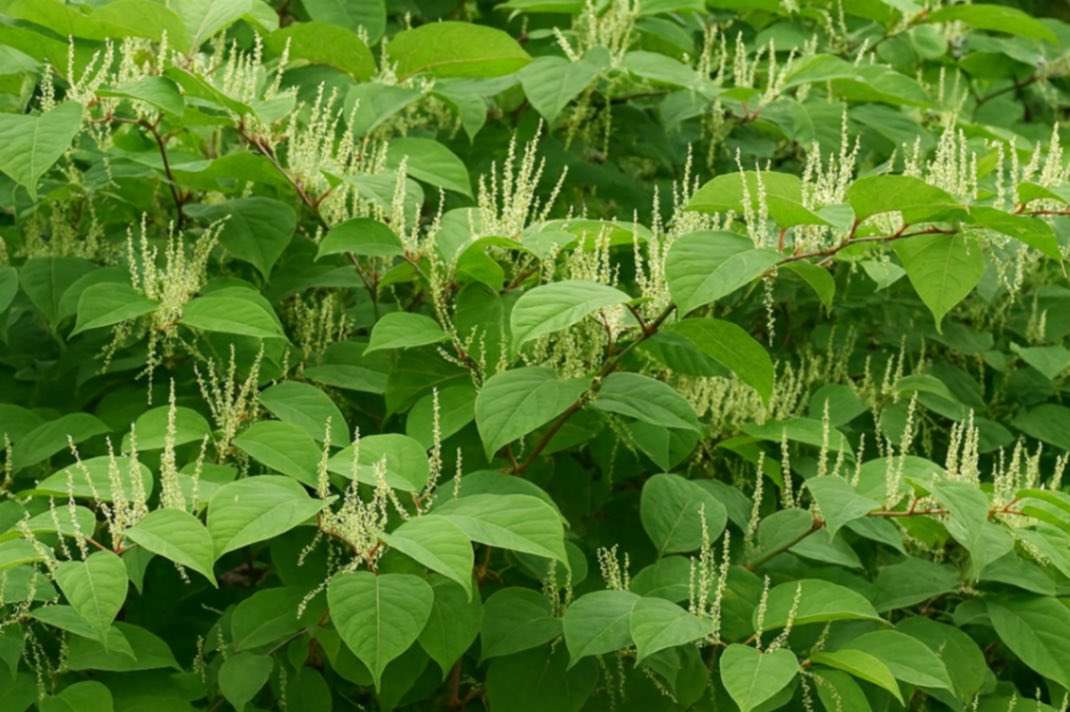 Măsuri noi aprobate pentru protejarea mediului natural de speciile invazive - agroexpert.md