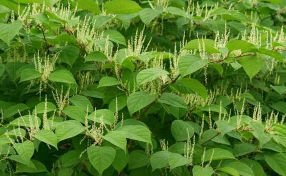 Măsuri noi aprobate pentru protejarea mediului natural de speciile invazive - agroexpert.md
