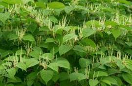 Măsuri noi aprobate pentru protejarea mediului natural de speciile invazive - agroexpert.md
