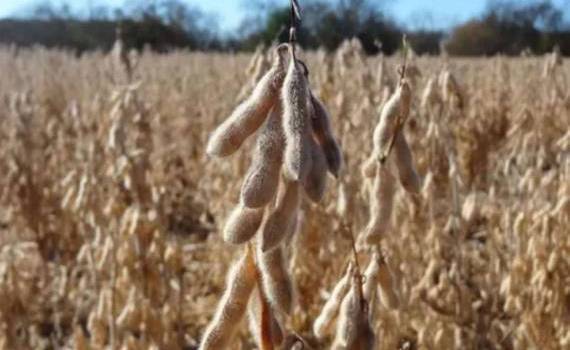 В сезоне 2026/27 в мире ожидается очередной рекордный урожай сои - agroexpert.md