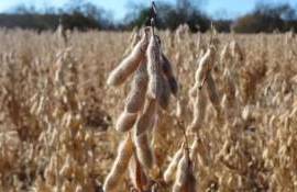 В сезоне 2026/27 в мире ожидается очередной рекордный урожай сои - agroexpert.md
