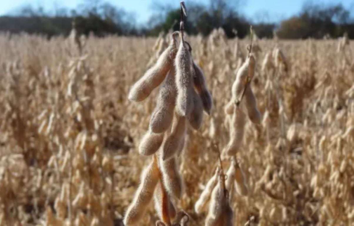 В сезоне 2026/27 в мире ожидается очередной рекордный урожай сои - agroexpert.md