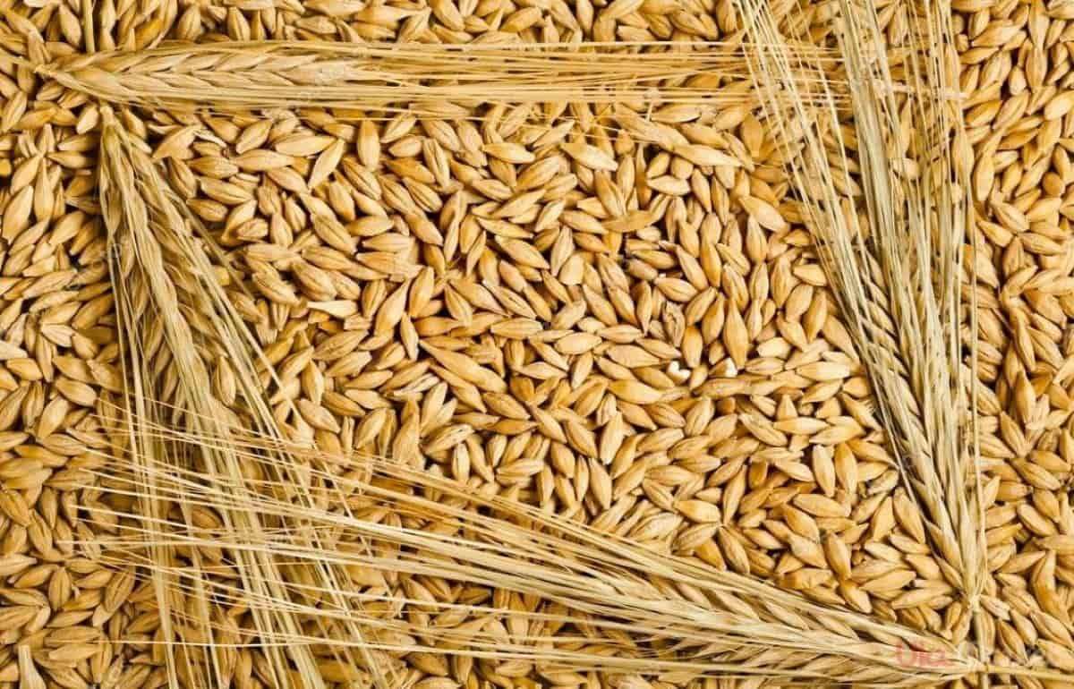 Ячмень в Украине дорожает из-за ограниченного предложения и высокого спроса - agroexpert.md