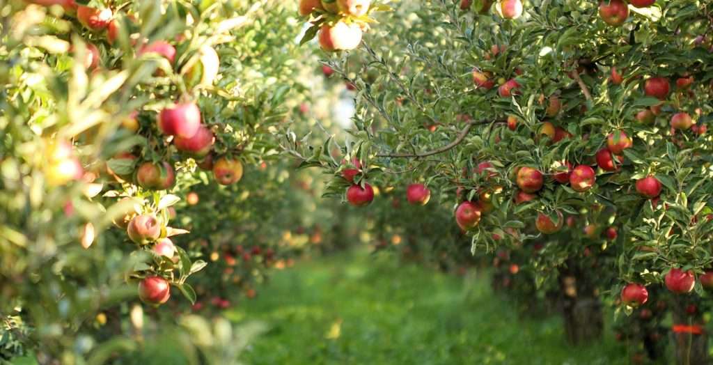 Livada Moldovei II: Finanțare de 150 de mln de euro pentru sectorul agricol - agroexpert.md