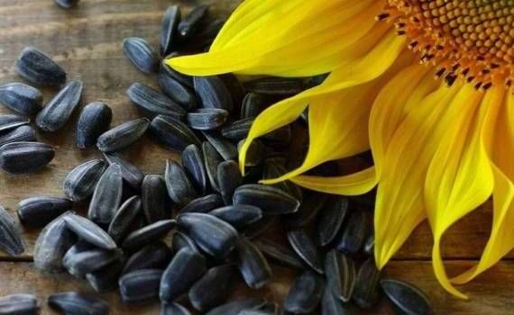 Из-за высоких цен внутри страны Казахстан снизил экспорт подсолнечника - agroexpert.md