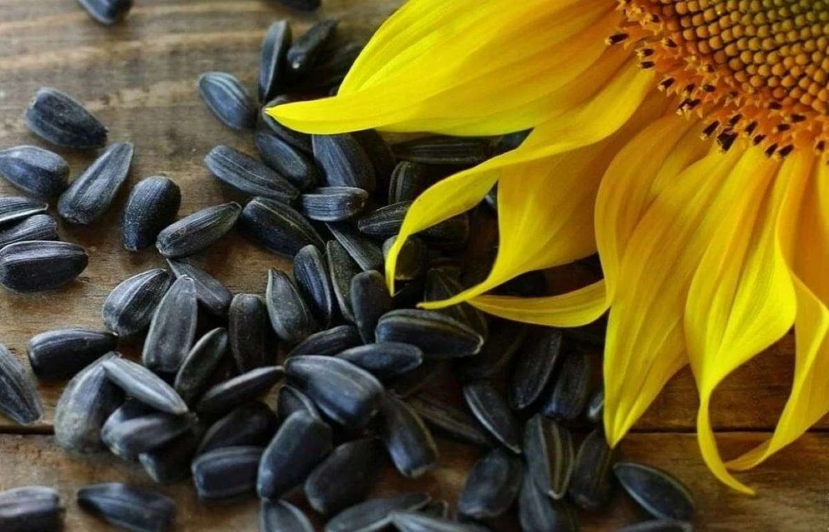 Из-за высоких цен внутри страны Казахстан снизил экспорт подсолнечника - agroexpert.md