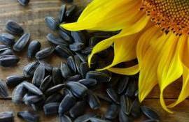 Из-за высоких цен внутри страны Казахстан снизил экспорт подсолнечника - agroexpert.md