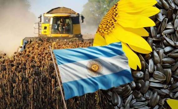 С начала года экспорт аргентинского подсолнечника в Европу вырос в разы - agroexpert.md