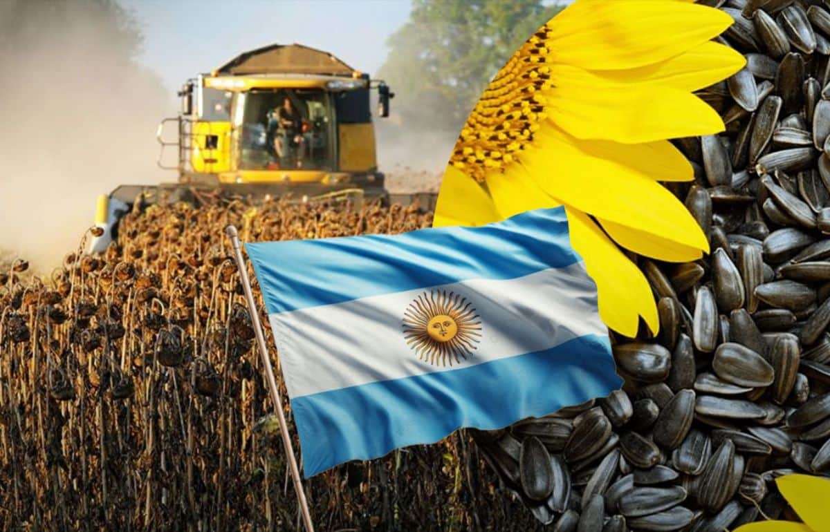 С начала года экспорт аргентинского подсолнечника в Европу вырос в разы - agroexpert.md