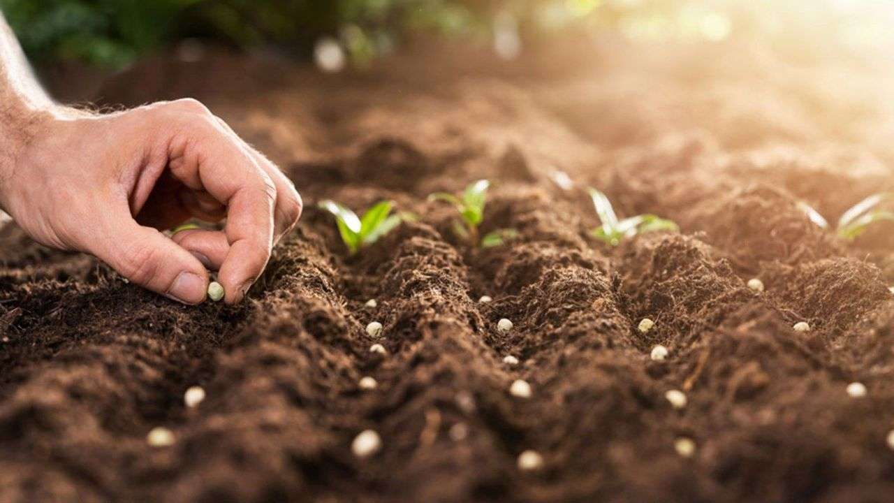 Piața seminceră din Republica Moldova - agroexpert.md