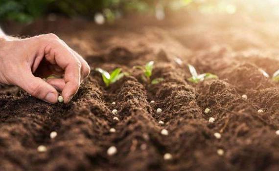 Piața seminceră din Republica Moldova - agroexpert.md