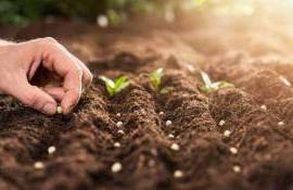 Piața seminceră din Republica Moldova - agroexpert.md