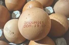 ANSA retrage un lot de ouă contaminate cu Salmonella: Care sunt acestea - agroexpert.md