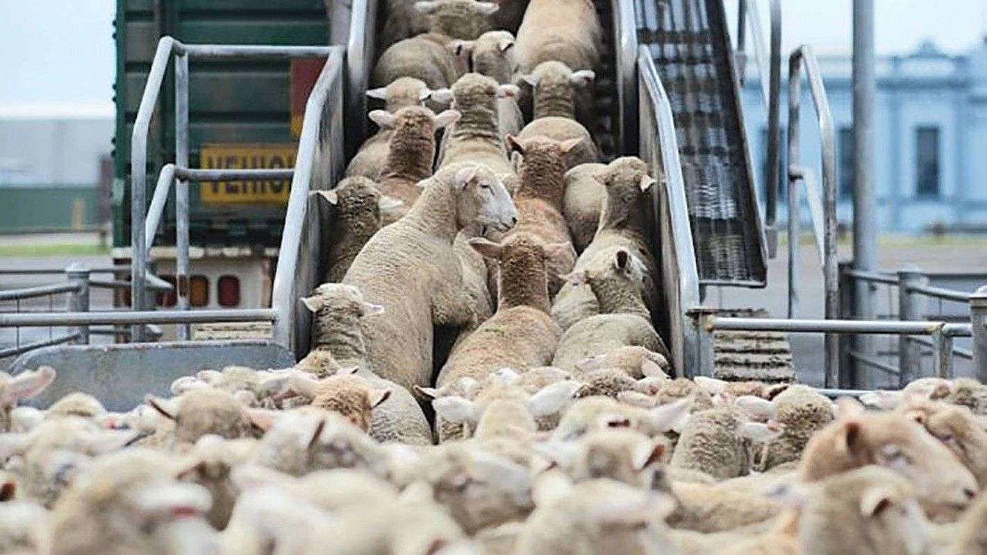 importul de ovine și caprine de rasă pură - agroexpert.md
