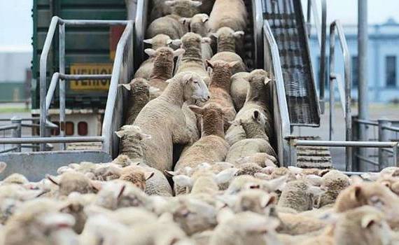 importul de ovine și caprine de rasă pură - agroexpert.md