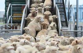 importul de ovine și caprine de rasă pură - agroexpert.md