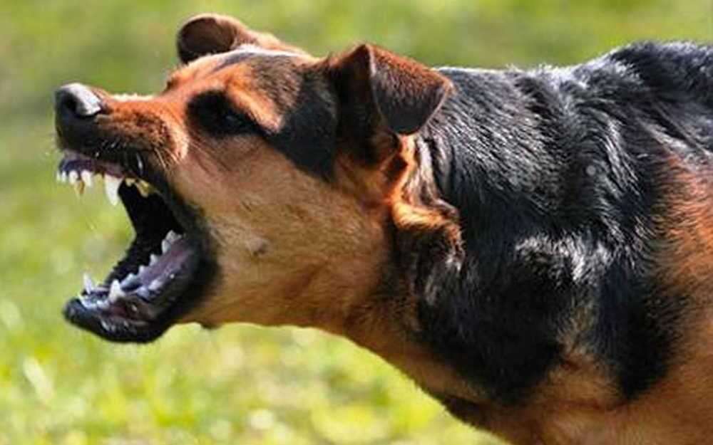 Mai multe focare de boli la animale depistate de ANSA - agroexpert.md