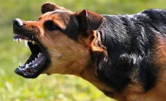 Mai multe focare de boli la animale depistate de ANSA - agroexpert.md