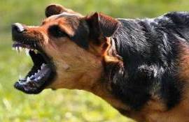 Mai multe focare de boli la animale depistate de ANSA - agroexpert.md