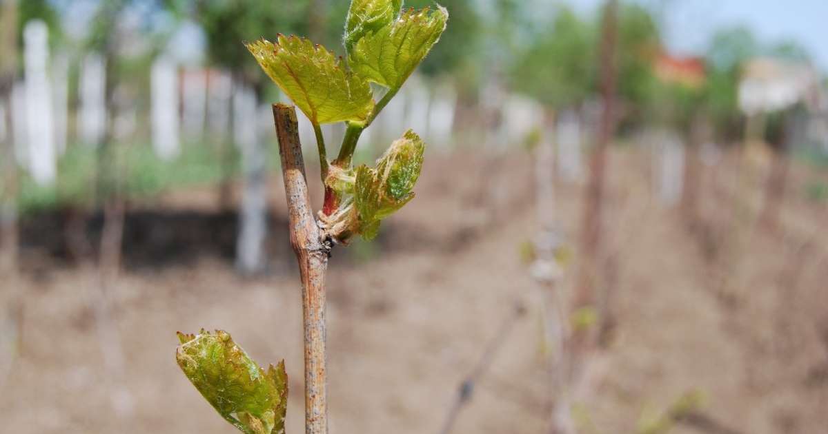 plantațiile de viță-de-vie - agroexpert
