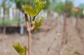 plantațiile de viță-de-vie - agroexpert