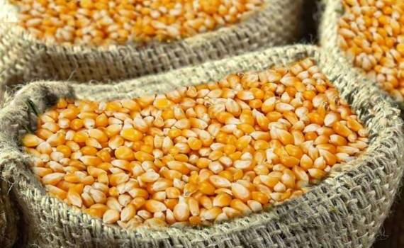 Цены на кукурузу на украинском экспортном рынке начали снижаться - agroexpert.md