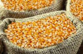 Цены на кукурузу на украинском экспортном рынке начали снижаться - agroexpert.md